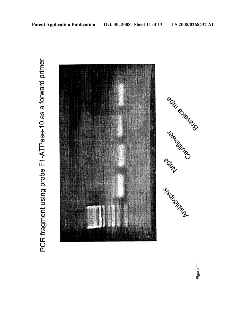 Method of Targeted and Comprehensive Sequencing Using High-Density Oligonucleotide Array - diagram, schematic, and image 12