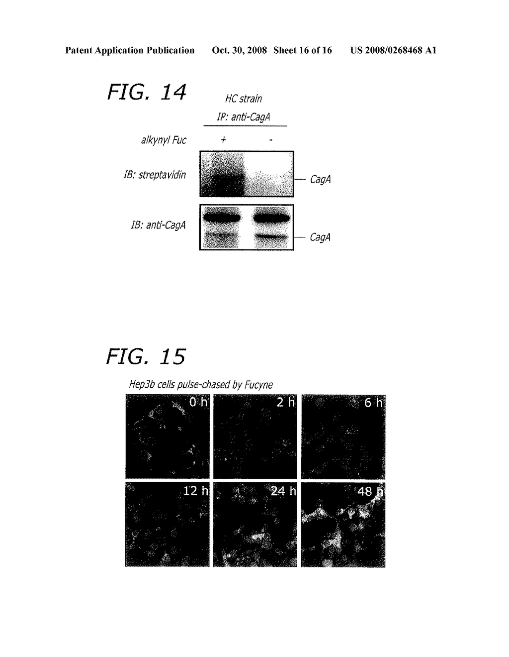 Alkynyl sugar analogs for the labeling and visualization of glycoconjugates in cells - diagram, schematic, and image 17