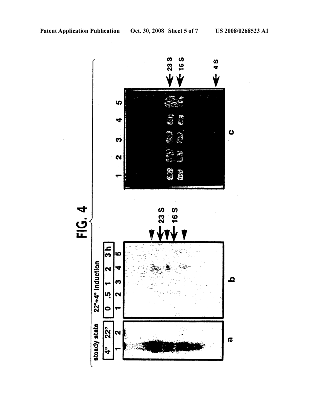 Novel regulatory elements of cold-inducible hutu gene from the antarctic psychrotrophic bacterium pseudomonas syrinage - diagram, schematic, and image 06