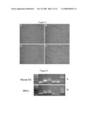 COMPOSITIONS AND METHODS USEFUL FOR CULTURING DIFFERENTIABLE CELLS diagram and image