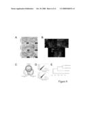 COMPOSITIONS AND METHODS USEFUL FOR CULTURING DIFFERENTIABLE CELLS diagram and image