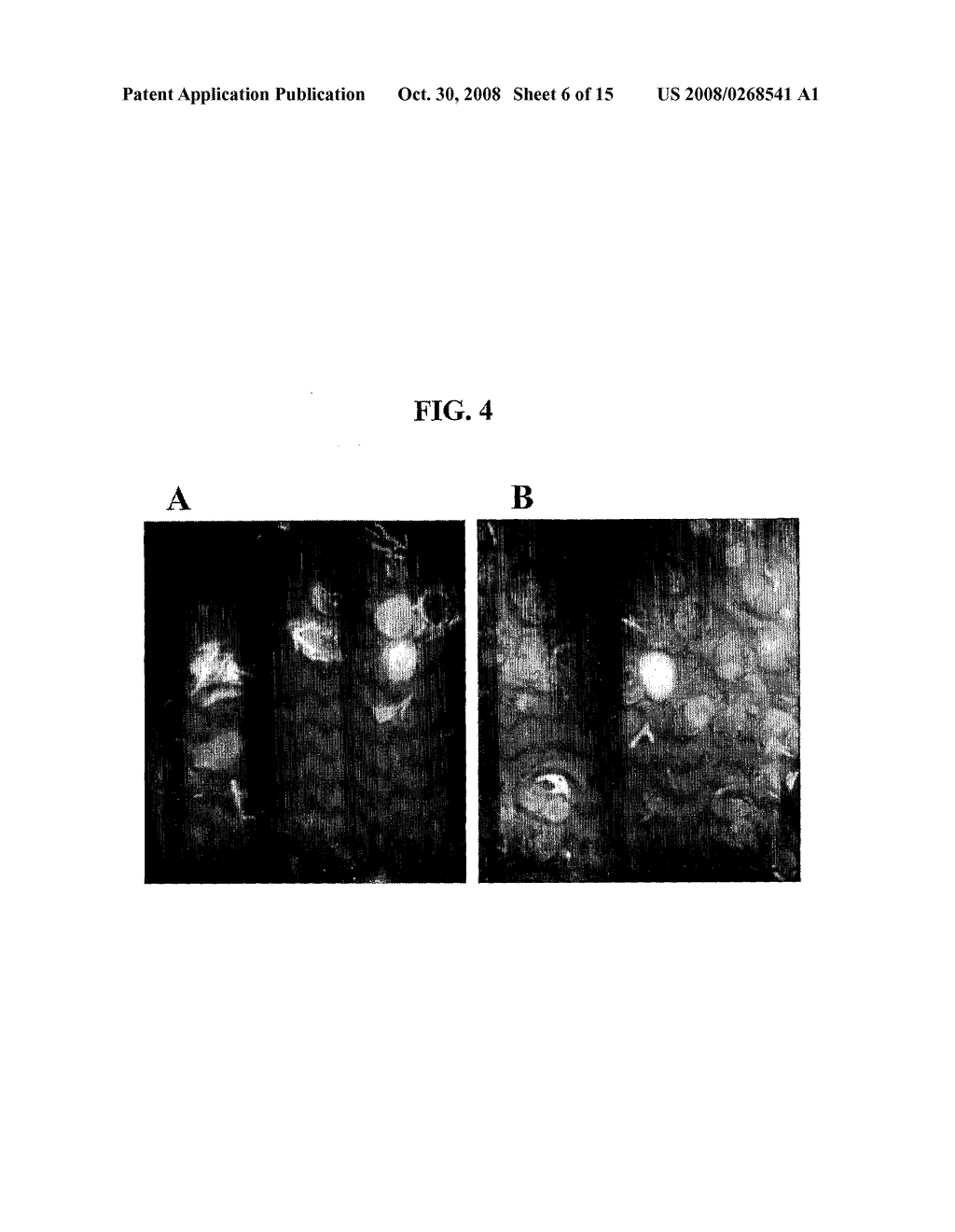 Attenuated Mycobacteria as Vectors for Gene Delivery to Mammalian Cells - diagram, schematic, and image 07