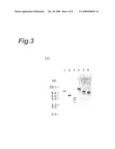 Process for Producing Cohesive Alcohol Fermentation Yeast and Cohesive Alcohol Fermentation Yeast diagram and image