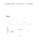 Process for Producing Cohesive Alcohol Fermentation Yeast and Cohesive Alcohol Fermentation Yeast diagram and image