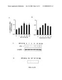 Methods and Compositions Involving A1c Subunit of L-Type Calcium Channels in Smooth Muscle Cells diagram and image