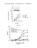 Methods and Compositions Involving A1c Subunit of L-Type Calcium Channels in Smooth Muscle Cells diagram and image