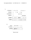 Methods and Compositions Involving A1c Subunit of L-Type Calcium Channels in Smooth Muscle Cells diagram and image