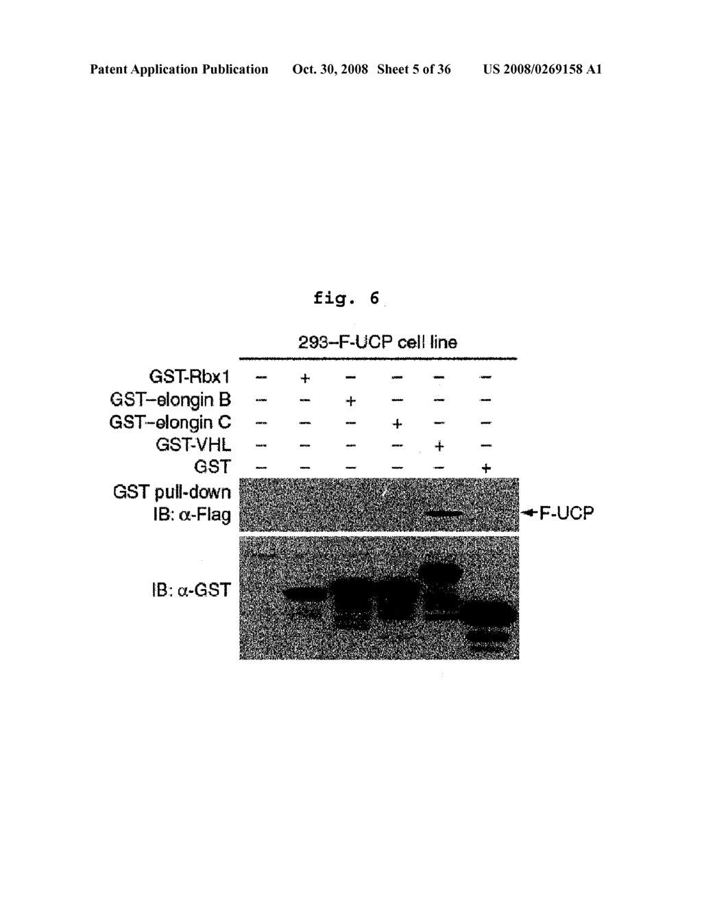 E2epf Ubiquitin Carrier Protein-Von Hippel-Lindau Interaction and Uses Thereof - diagram, schematic, and image 06