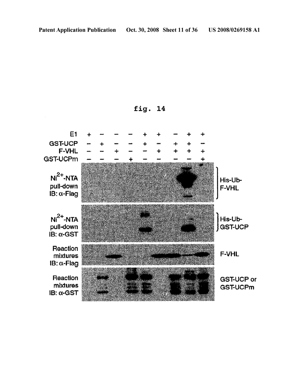 E2epf Ubiquitin Carrier Protein-Von Hippel-Lindau Interaction and Uses Thereof - diagram, schematic, and image 12