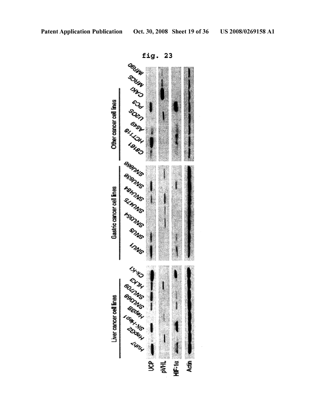 E2epf Ubiquitin Carrier Protein-Von Hippel-Lindau Interaction and Uses Thereof - diagram, schematic, and image 20