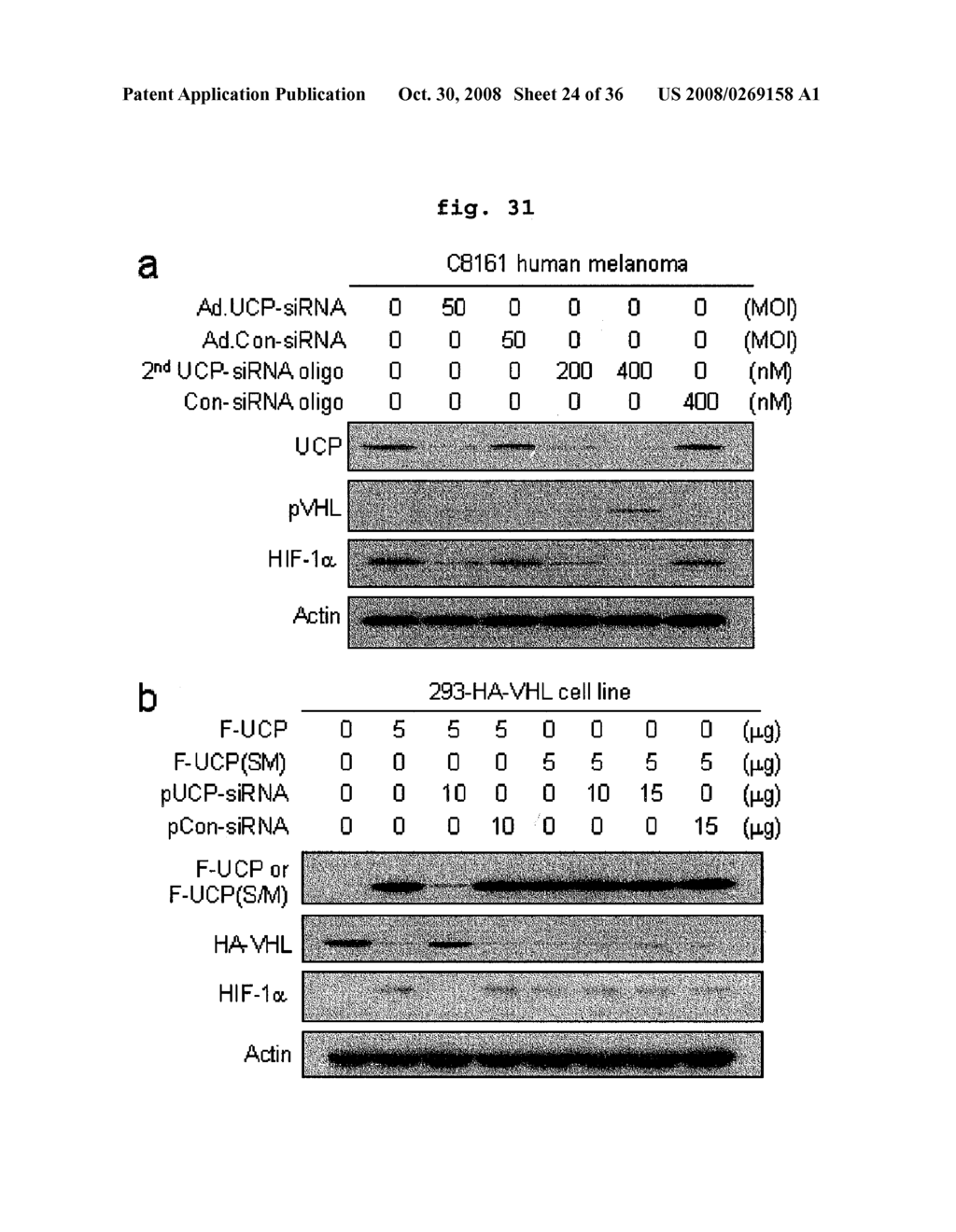 E2epf Ubiquitin Carrier Protein-Von Hippel-Lindau Interaction and Uses Thereof - diagram, schematic, and image 25