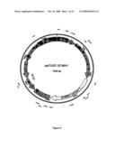 Novel shRNA molecules and methods of use thereof diagram and image