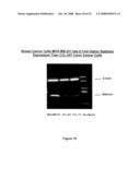 Novel shRNA molecules and methods of use thereof diagram and image