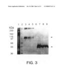 Apo-2LI and Apo-3 polypeptides diagram and image