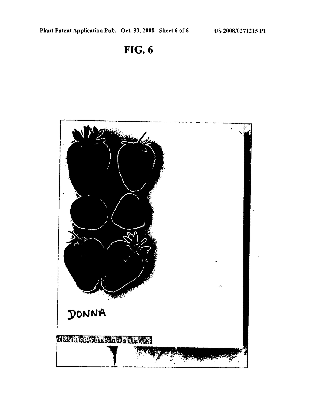 Strawberry plant named 'DONNA' - diagram, schematic, and image 10