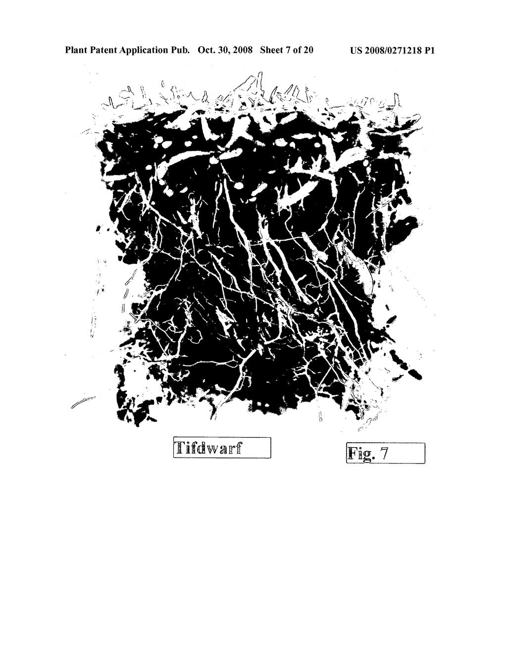 HYBRID BERMUDAGRASS PLANT NAMED 'EMERALD DWARF' - diagram, schematic, and image 14