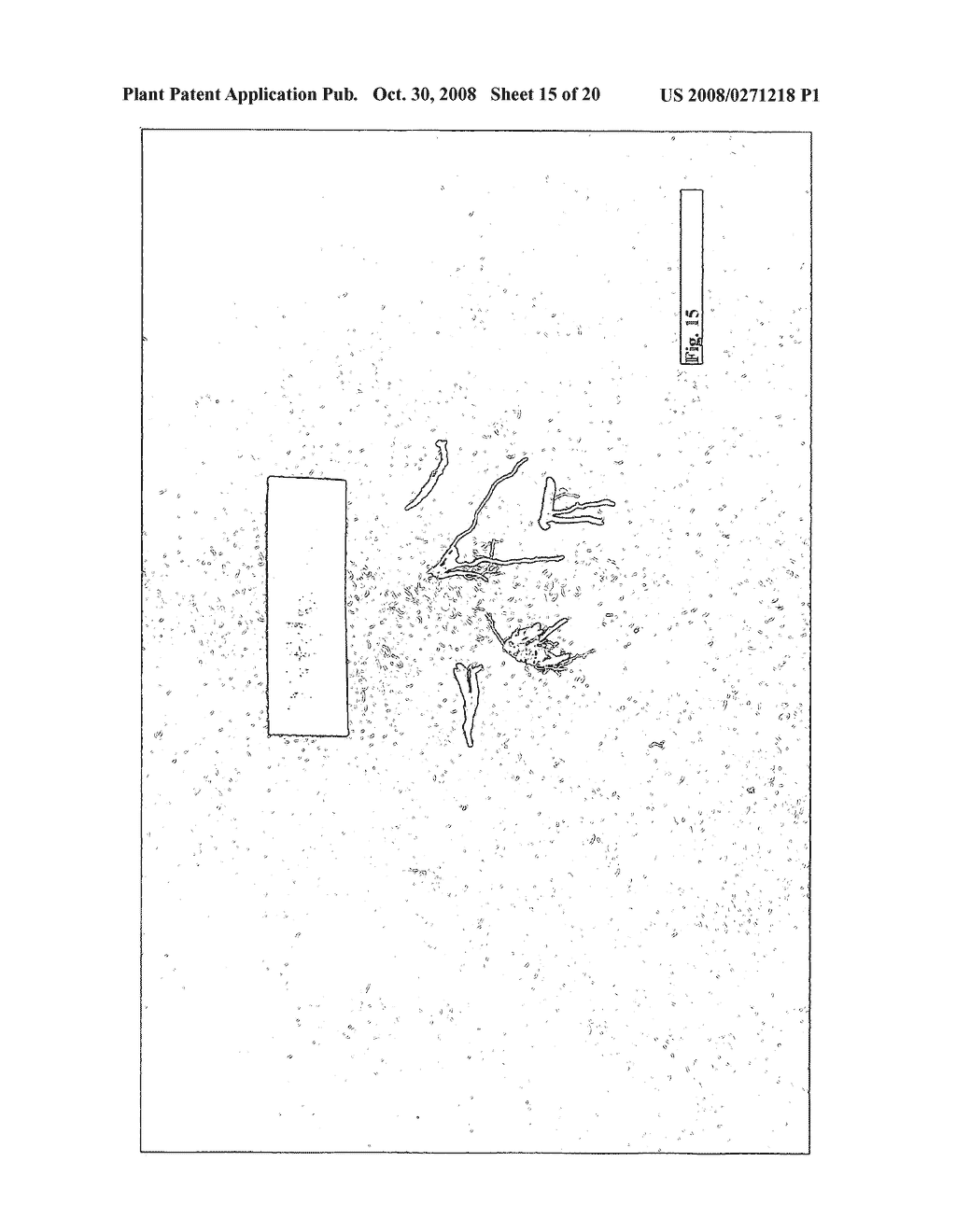 HYBRID BERMUDAGRASS PLANT NAMED 'EMERALD DWARF' - diagram, schematic, and image 22