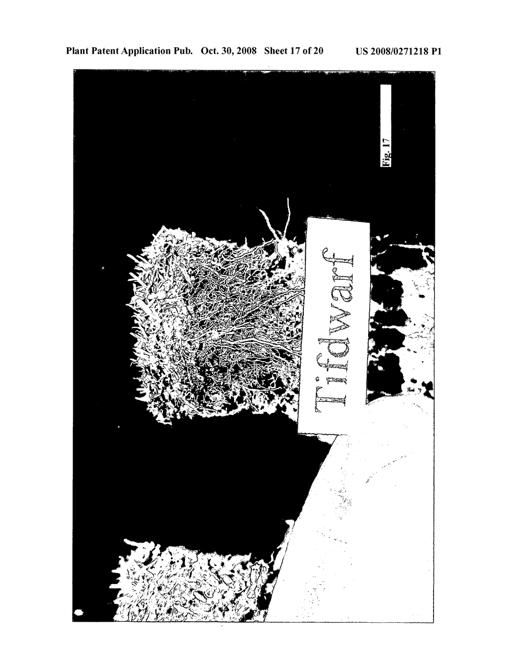 HYBRID BERMUDAGRASS PLANT NAMED 'EMERALD DWARF' - diagram, schematic, and image 24