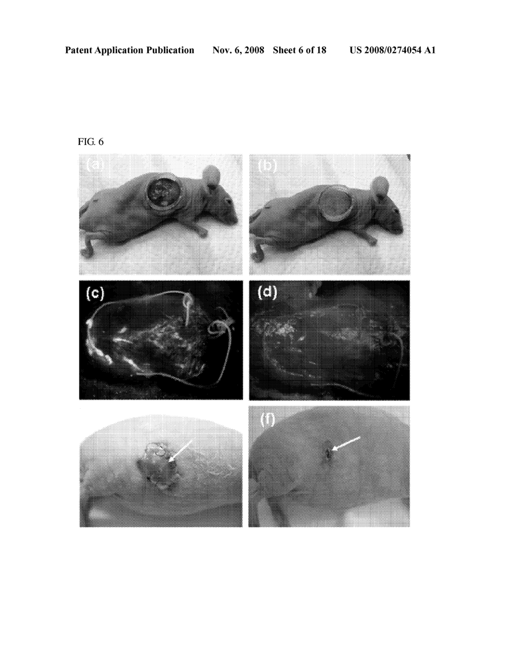 Composite for Thermo-Sensitive Cell-Tissue Transplanted Scaffold and Use thereof - diagram, schematic, and image 07