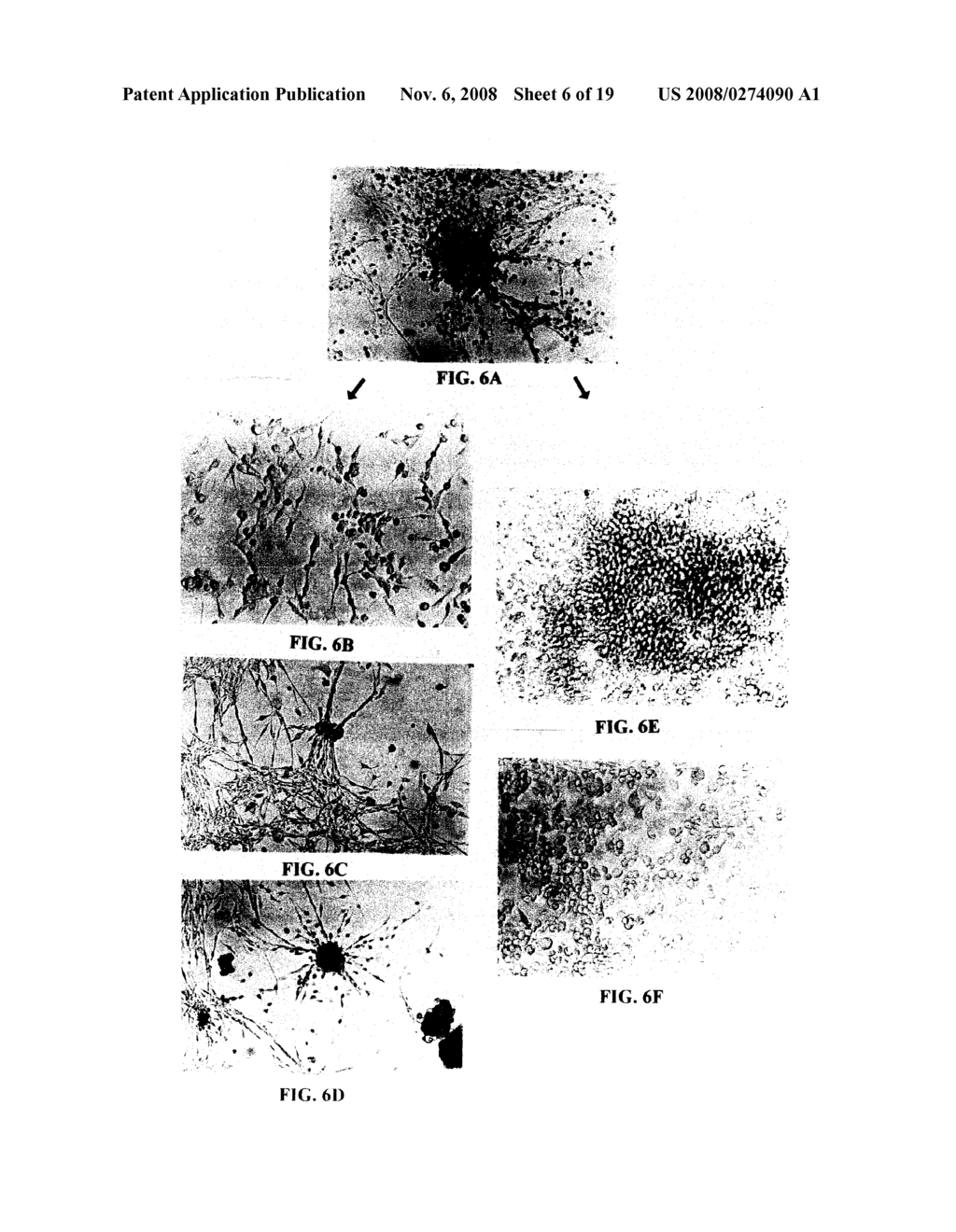 REVERSAL OF INSULIN-DEPENDENT DIABETES BY ISLET-PRODUCING STEM CELLS, ISLET PROGENITOR CELLS AND ISLET-LIKE STRUCTURES - diagram, schematic, and image 07