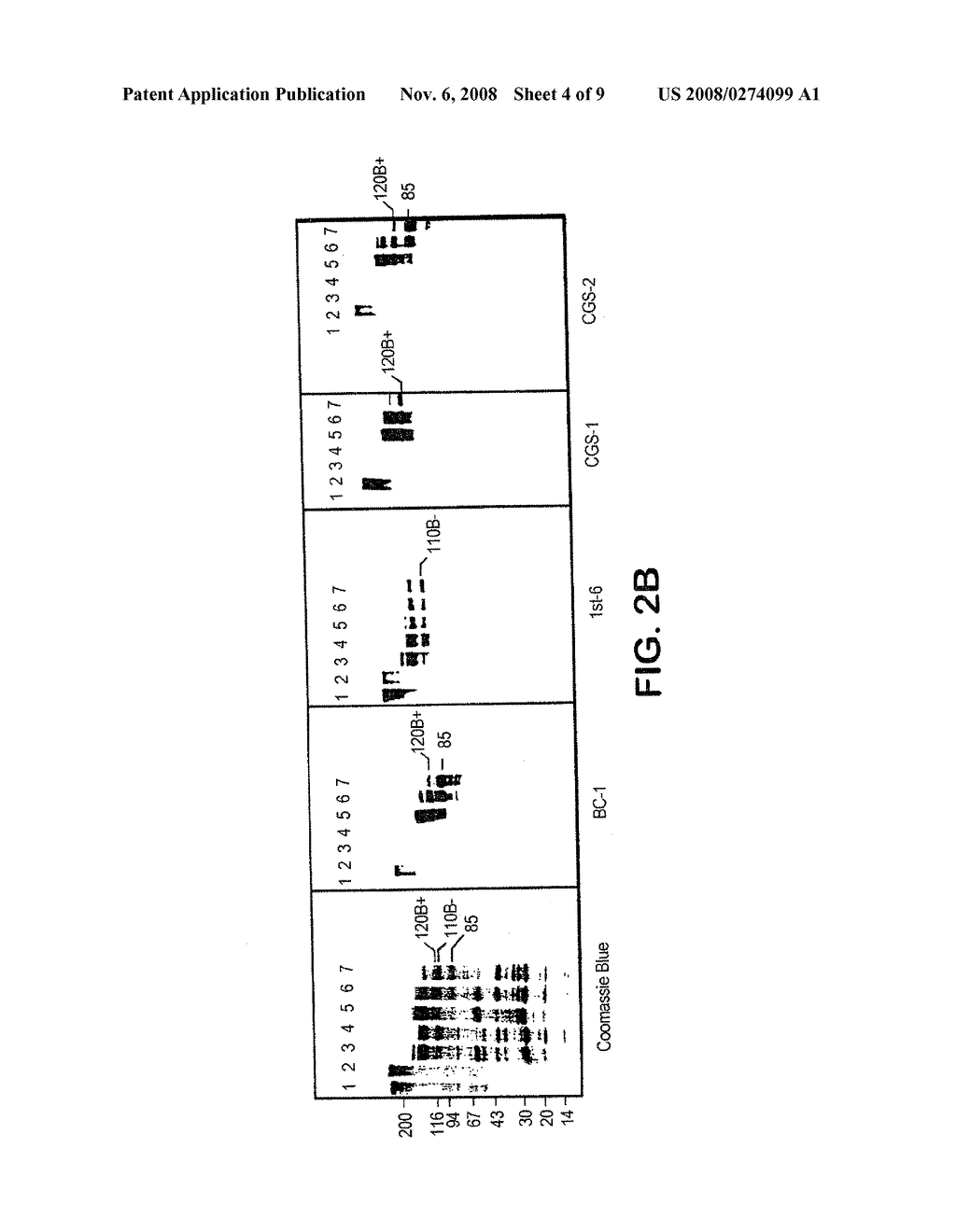 ANTIBODIES OF THE ED-B DOMAIN OF FIBRONECTIN, THEIR CONSTRUCTION AND USES - diagram, schematic, and image 05