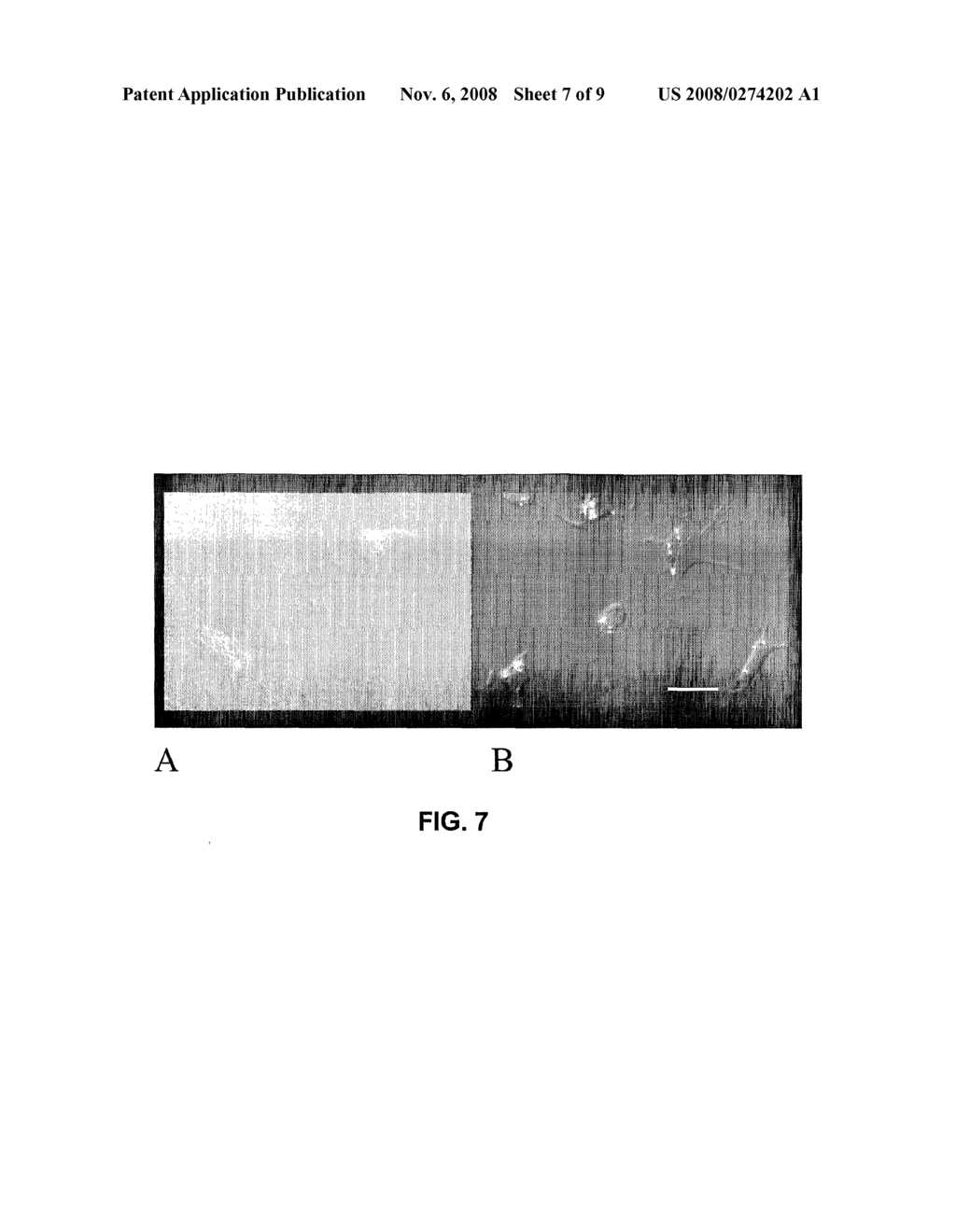 Compositions and Method for Brain Specific Targeted Delivery of Therapeutic Agents - diagram, schematic, and image 08