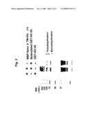 Assay of Ubiquitinization of Synoviolin and Use Thereof in Screening diagram and image