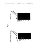 Assay of Ubiquitinization of Synoviolin and Use Thereof in Screening diagram and image