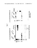 Assay of Ubiquitinization of Synoviolin and Use Thereof in Screening diagram and image