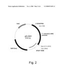 Polypeptides having alpha-glucosidase activity and polynucleotides encoding same diagram and image