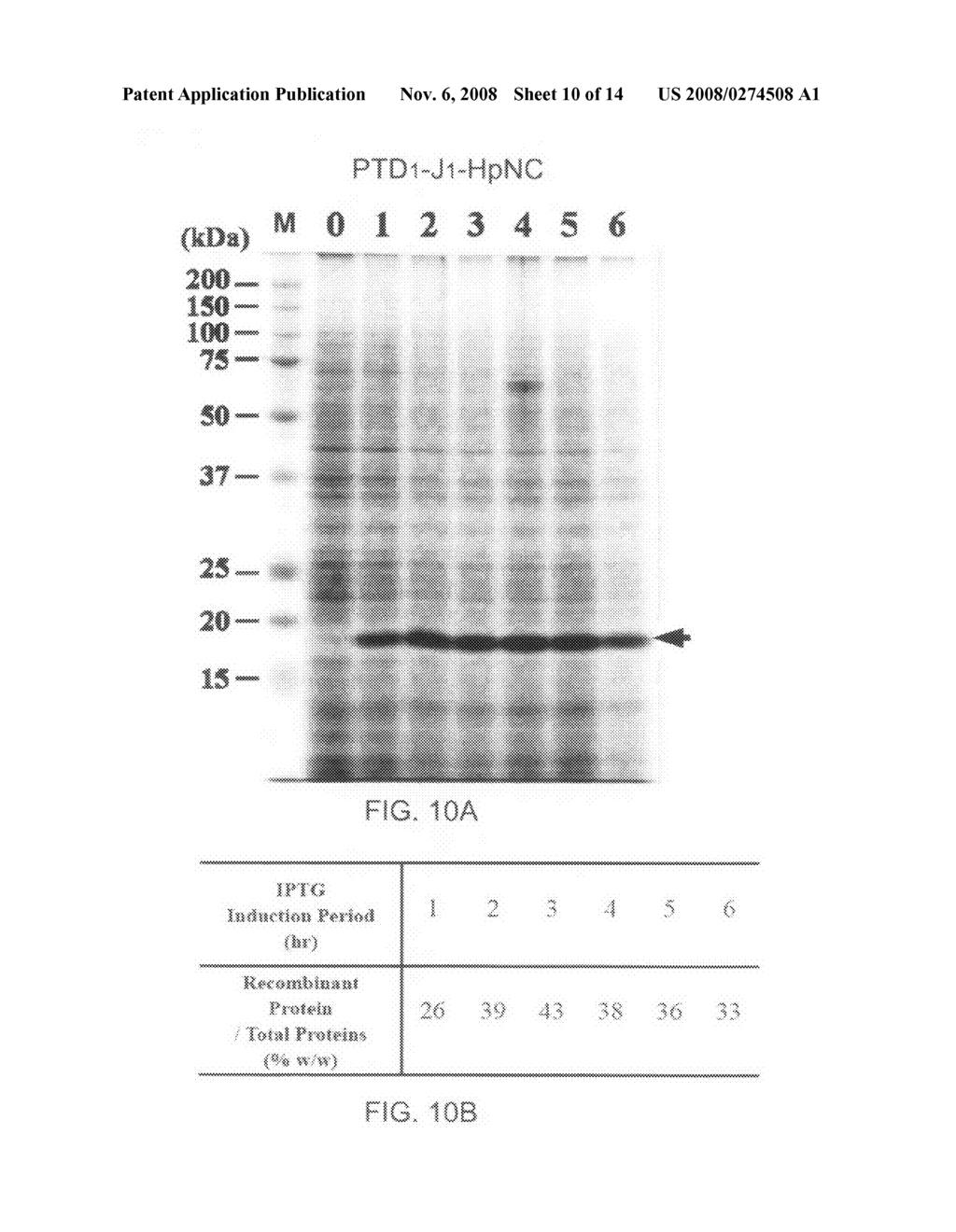 Expression system for enhancing solubility and immunogeneicity of recombinant proteins - diagram, schematic, and image 11