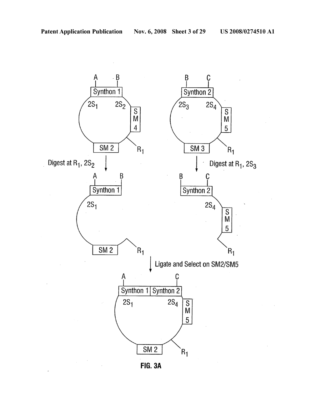 Synthetic genes - diagram, schematic, and image 04