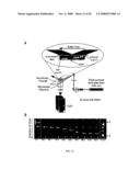 MICROFLUIDIC CELLS WITH PARALLEL ARRAYS OF INDIVIDUAL DNA MOLECULES diagram and image