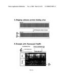 MICROFLUIDIC CELLS WITH PARALLEL ARRAYS OF INDIVIDUAL DNA MOLECULES diagram and image