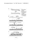 MICROFLUIDIC CELLS WITH PARALLEL ARRAYS OF INDIVIDUAL DNA MOLECULES diagram and image