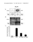 Novel Use of a Polypeptide Comprising Fas-1 Domain diagram and image