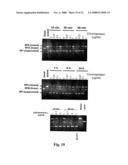 Actinomadura Chromoprotein, Apoprotein and Gene Cluster diagram and image