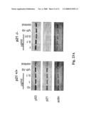 Actinomadura Chromoprotein, Apoprotein and Gene Cluster diagram and image