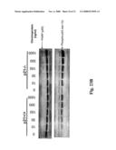 Actinomadura Chromoprotein, Apoprotein and Gene Cluster diagram and image