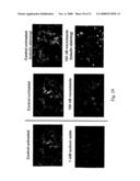 Actinomadura Chromoprotein, Apoprotein and Gene Cluster diagram and image