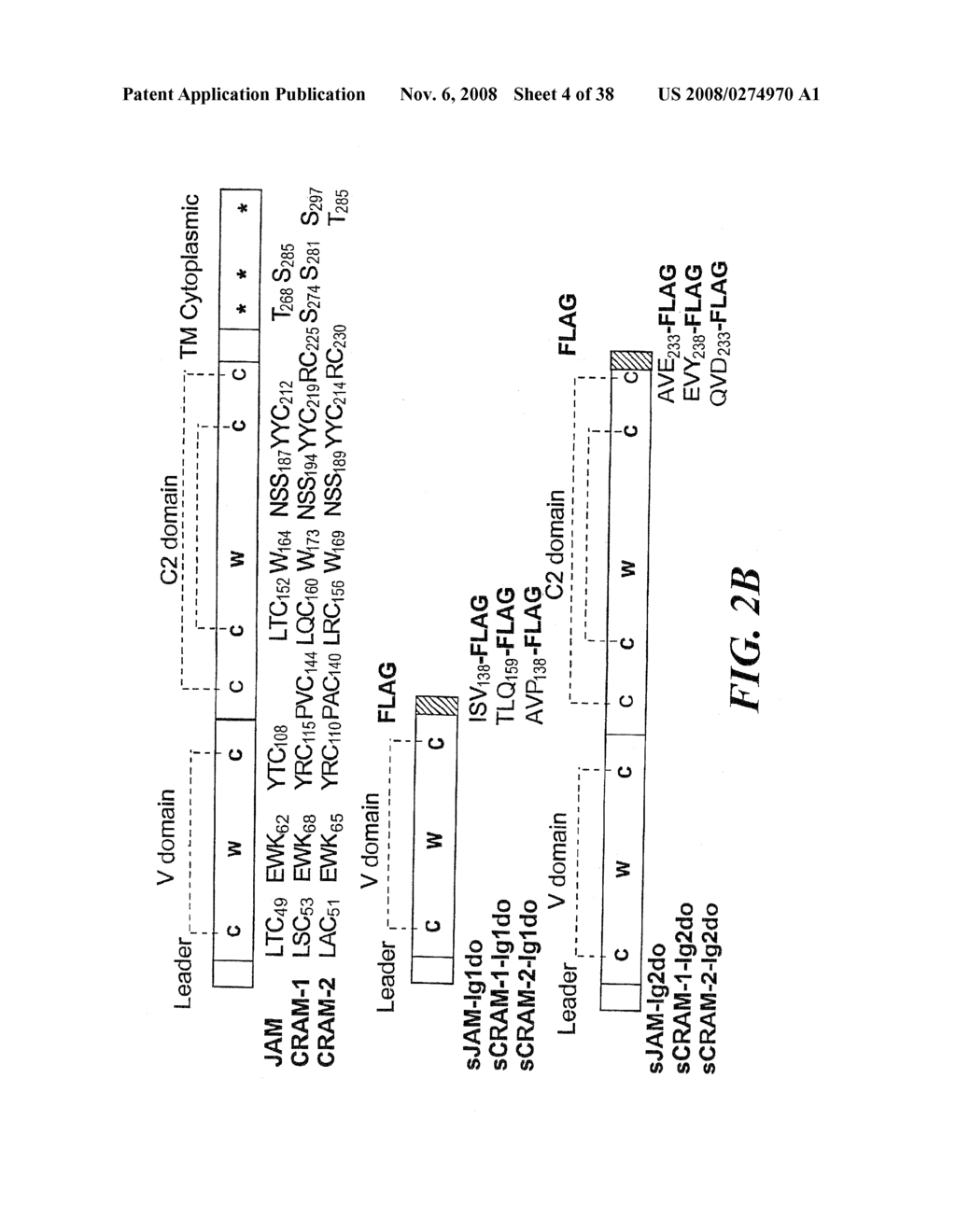 VASCULAR ADHESION MOLECULES AND MODULATION OF THEIR FUNCTION - diagram, schematic, and image 05