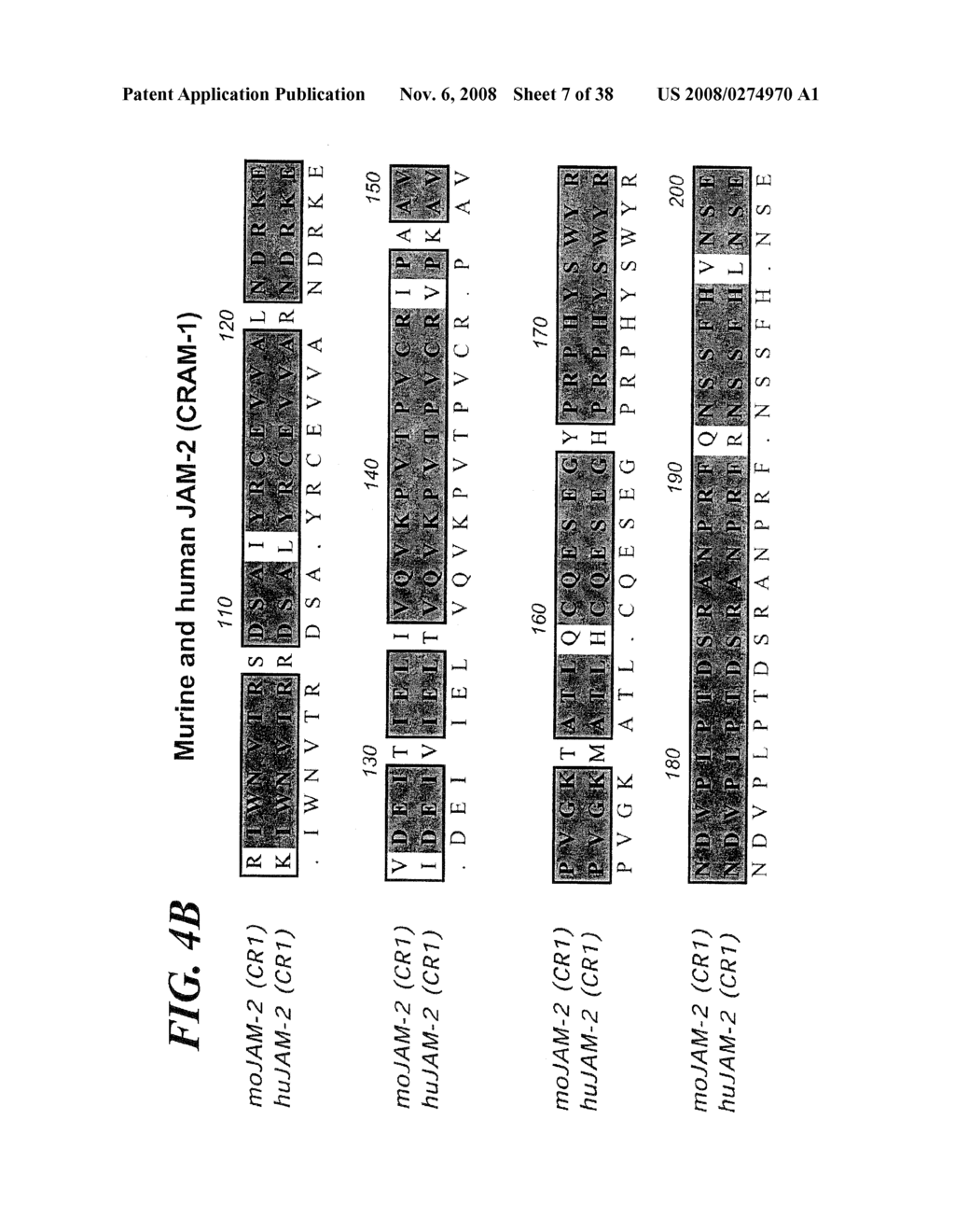 VASCULAR ADHESION MOLECULES AND MODULATION OF THEIR FUNCTION - diagram, schematic, and image 08