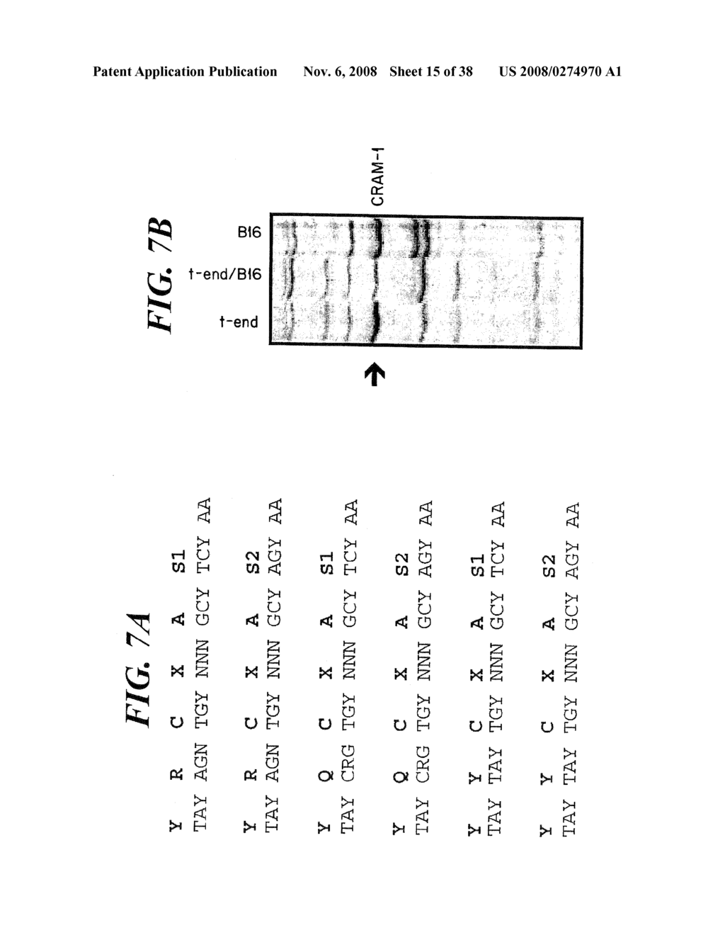 VASCULAR ADHESION MOLECULES AND MODULATION OF THEIR FUNCTION - diagram, schematic, and image 16