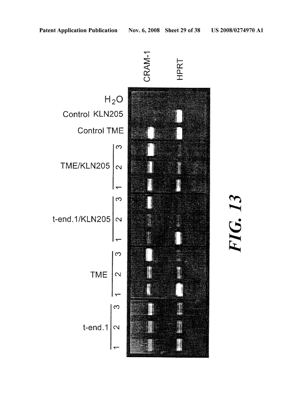 VASCULAR ADHESION MOLECULES AND MODULATION OF THEIR FUNCTION - diagram, schematic, and image 30