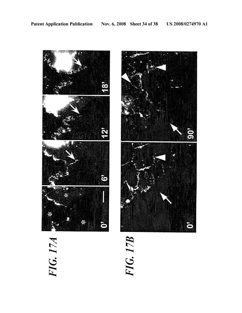 VASCULAR ADHESION MOLECULES AND MODULATION OF THEIR FUNCTION - diagram, schematic, and image 35