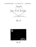 Rna Interference Suppression of Neurodegenerative Diseases and Methods of Use Thereof diagram and image