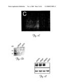 Rna Interference Suppression of Neurodegenerative Diseases and Methods of Use Thereof diagram and image