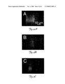 Rna Interference Suppression of Neurodegenerative Diseases and Methods of Use Thereof diagram and image