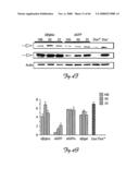 Rna Interference Suppression of Neurodegenerative Diseases and Methods of Use Thereof diagram and image