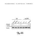 Rna Interference Suppression of Neurodegenerative Diseases and Methods of Use Thereof diagram and image